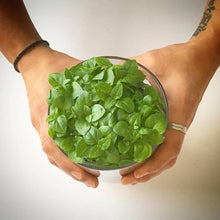 Load image into Gallery viewer, Essential Basil Culinary Garden