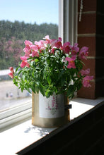 Load image into Gallery viewer, Garden in a Bag Snapdragon