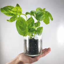 Load image into Gallery viewer, Essential Basil Culinary Garden