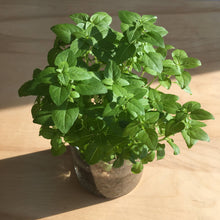 Load image into Gallery viewer, Essential Basil Culinary Garden