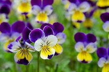 Load image into Gallery viewer, Garden in a Bag Happy Birthday