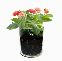 Load image into Gallery viewer, Happy Birthday Flower Garden